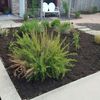 Cupido Landscaping